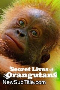 زیر‌نویس فارسی فیلم Secret Lives of Orangutans